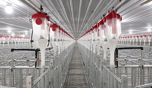 山东东营6000种猪场