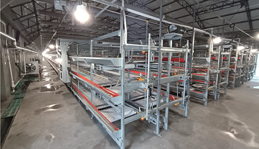 肉鸡背靠背小笼